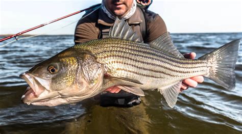 striper fish|Striped bass .